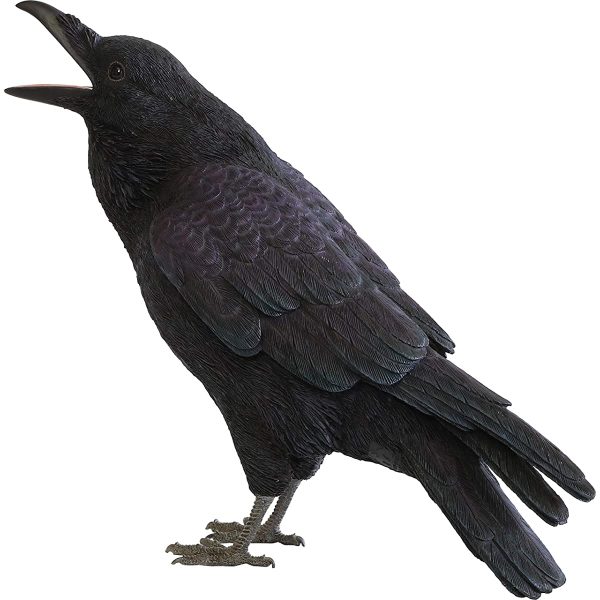 Pet Bank, Jungle Crow, Pet Bank, Jungle Crow Online Sale